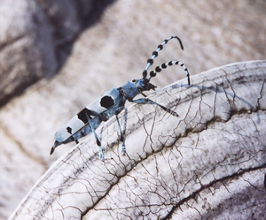 Nadobnica alpejska