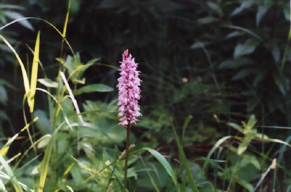 kukuka (storczyk ) Fuchsa, Dactylorhiza fuchsii