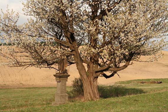 Jasionka k. G�adyszowa