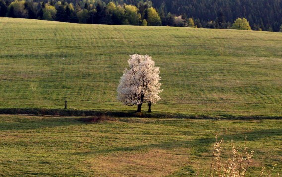 Jasionka k. G�adyszowa