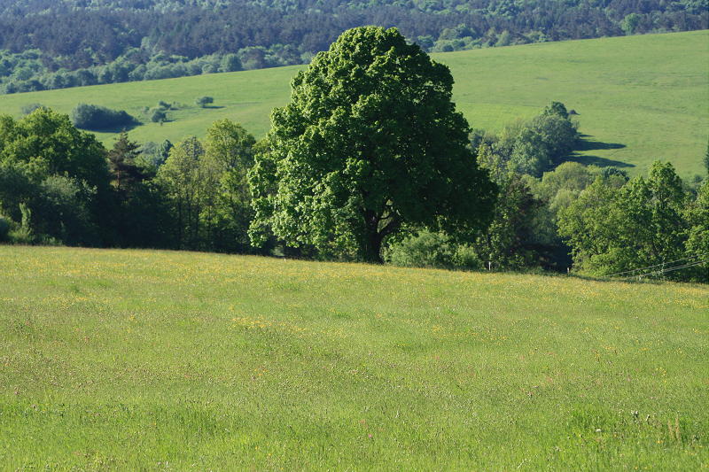 �wi�tkowa Wielka