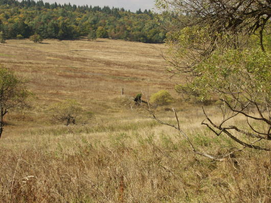 Radocyna